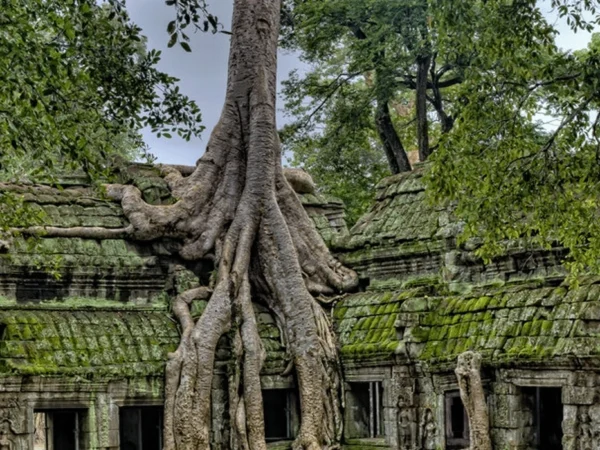 Ta Prohm Kamboja: Keajaiban Candi Yang Terbungkus Akar Dan Misteri Alam