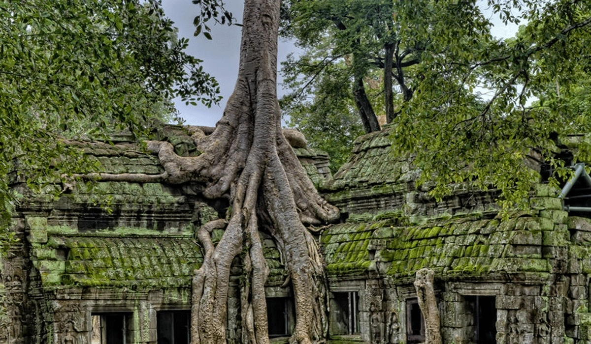 Ta Prohm Kamboja: Keajaiban Candi Yang Terbungkus Akar Dan Misteri Alam